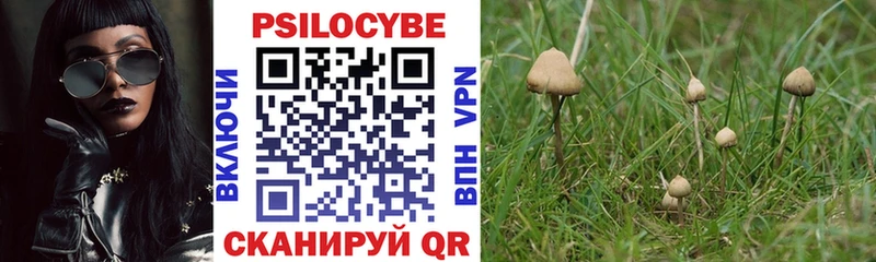 Купить где Жуковский Псилоцибиновые грибы мицелий